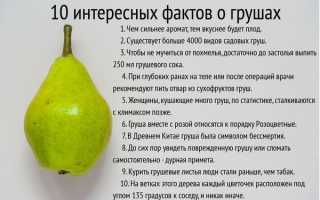 Груши на зиму. Заготовки, рецепты лучшие: компот, заморозка, варенье, без сахара, стерилизации